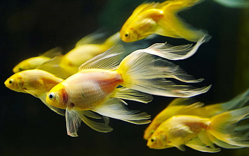 gul fisk, djur, guldfisk, akvarium, fisk, HD tapet HD wallpaper