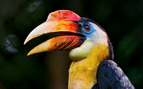 Colorful Hornbill, nature, bird, hornbill, colorful, animals, HD wallpaper HD wallpaper