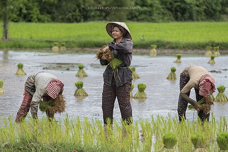 фотография, люди, крестьяне, рисовые поля, азиатки, HD обои HD wallpaper