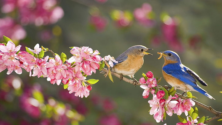 นก, คราม, นก, ดอก, สาขา, คู่, Passerine, ดอกไม้สีชมพู, ฤดูใบไม้ผลิ, สัตว์ป่า, วอลล์เปเปอร์ HD