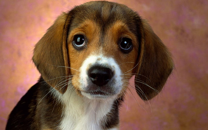 子犬の目ビーグル、子犬、目、ビーグル、かわいい動物、 HDデスクトップの壁紙