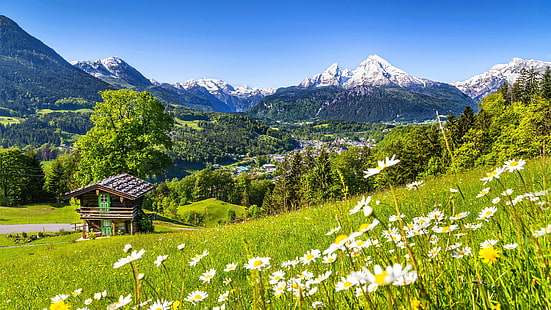 Alperna, 5k, 4k tapeter, Tyskland, ängar, berg, gräs, prästkragar, HD tapet HD wallpaper
