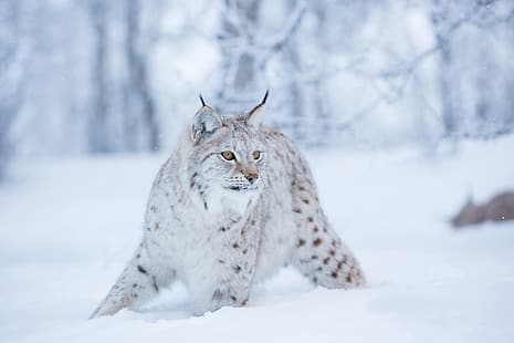 冬、雪、オオヤマネコ、野生の猫、 HDデスクトップの壁紙 HD wallpaper