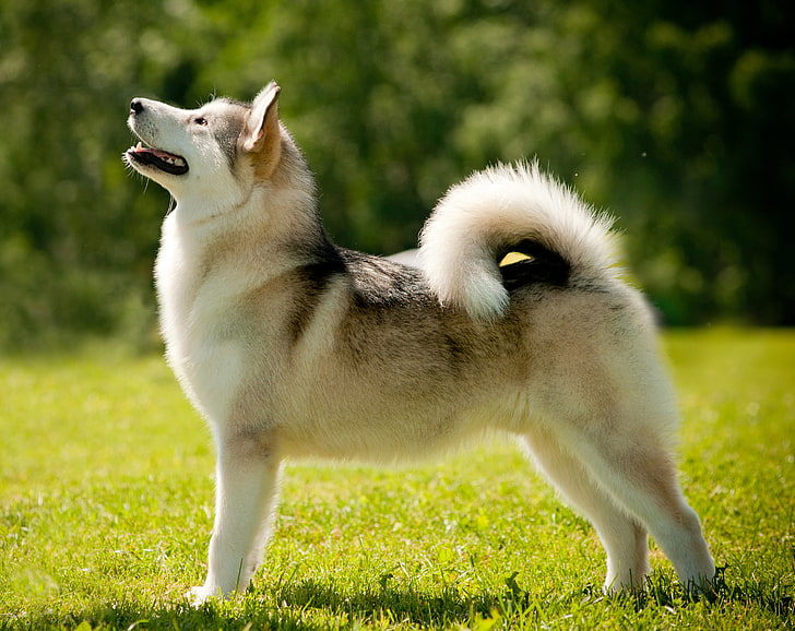 взрослый медно-белый сибирский хаски, собака, лайка, аляскинский маламут, HD обои