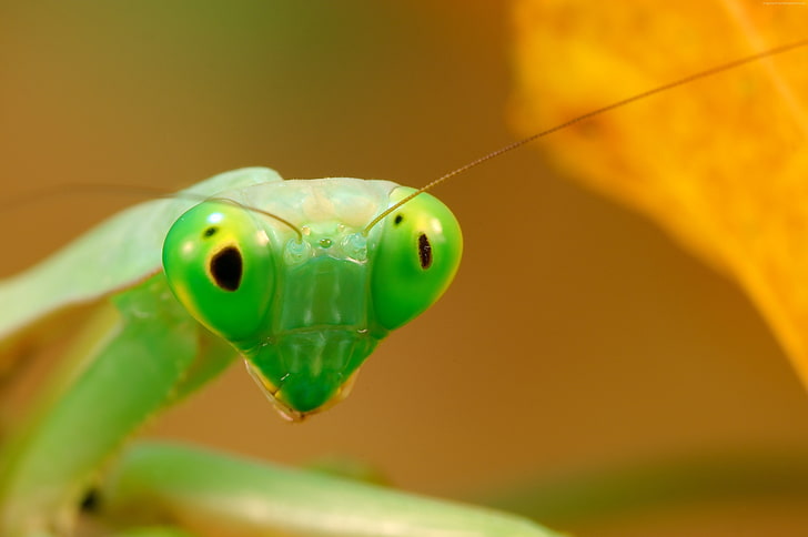 Mantis, hijau, Wallpaper HD