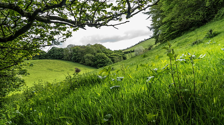 green leaves tree surrounded by green grass field under cloudy sky during day time, Emerald, Valley  green, green leaves, tree, green grass, grass field, cloudy, sky, day, time, landscape, britain, british, england, english  uk, country, countryside, nature, green Color, meadow, grass, summer, outdoors, rural Scene, HD wallpaper