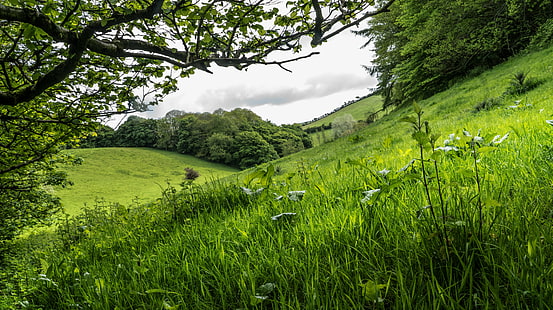 昼間の曇り空の下で緑の芝生フィールドに囲まれた緑の葉の木、エメラルド、バレーグリーン、緑の葉、木、緑の芝生、芝生フィールド、曇り、空、日、時間、風景、イギリス、イギリス、イギリス、イギリス、国、田舎、自然、緑の色、草原、草、夏、屋外、田園風景、 HDデスクトップの壁紙 HD wallpaper