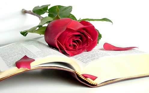 赤いバラ、バラ、美しさ、本、聖書、開かれた本、知恵、 HDデスクトップの壁紙 HD wallpaper