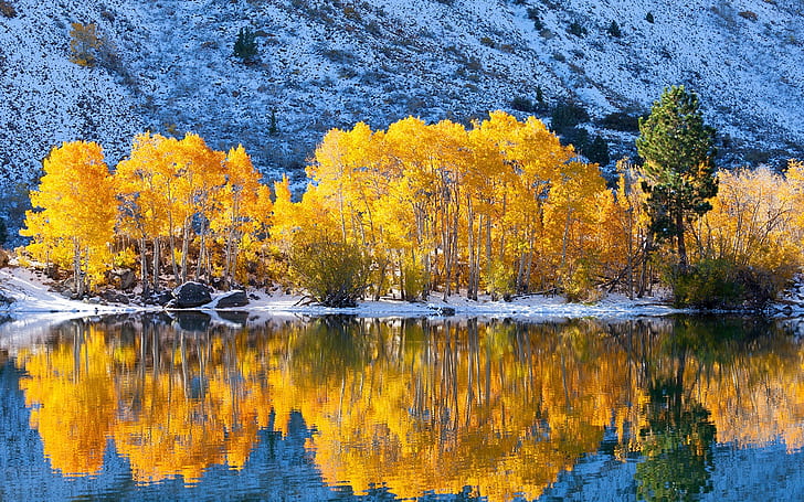 Trees, yellow leaves, lake, snow, winter, water reflection, Trees, Yellow, Leaves, Lake, Snow, Winter, Water, Reflection, HD wallpaper