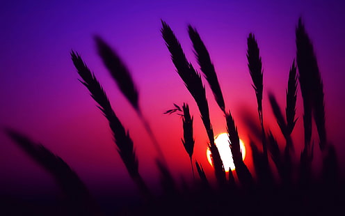 coucher de soleil, épillets, nature, silhouette, Fond d'écran HD HD wallpaper