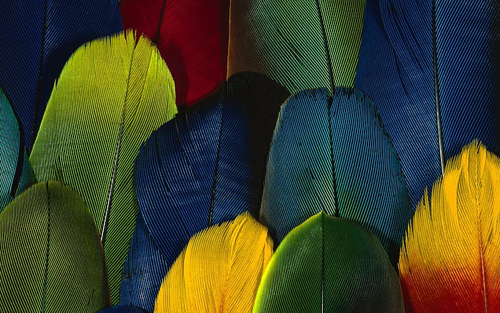 ขนนกสีอย่างใกล้ชิดขนสีสัน, วอลล์เปเปอร์ HD