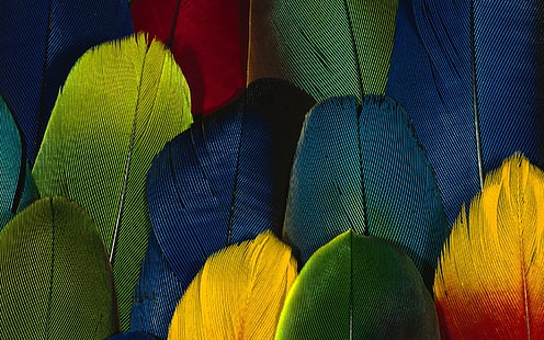깃털 색 클로즈업, 깃털, 화려한, HD 배경 화면 HD wallpaper