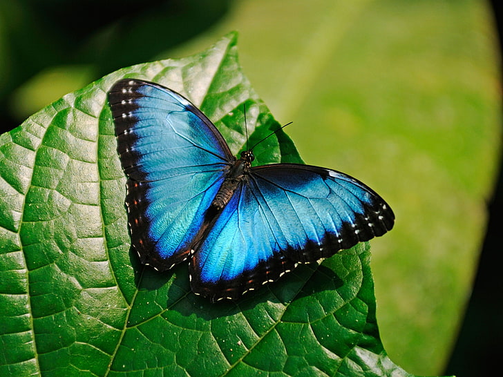 Blue Morpho Butterfly-High Quality HD Wallpaper, morpho butterfly, HD wallpaper