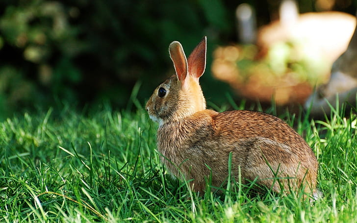 Rabbit, bunny, rabbit, HD wallpaper