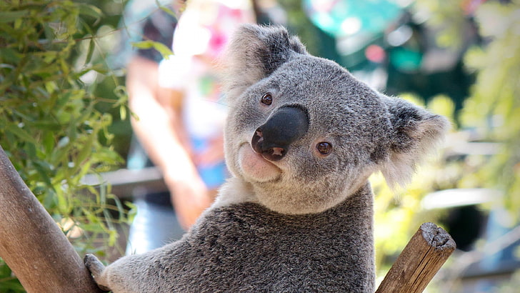 koala, mammal, fauna, marsupial, cute, snout, wildlife, fur, australia, bear, HD wallpaper