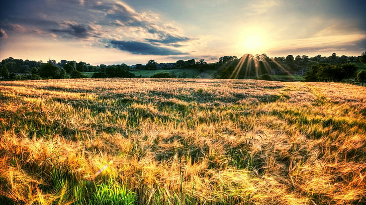 nature, field, sunset, grass, HD wallpaper