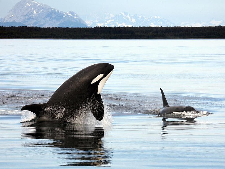 hewan, orca, laut, alam, Wallpaper HD