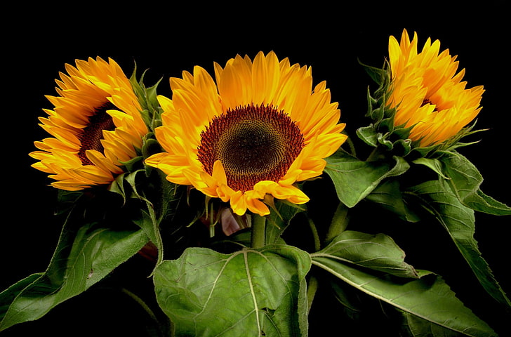 three sunflowers, sunflowers, plants, three, black background, HD wallpaper