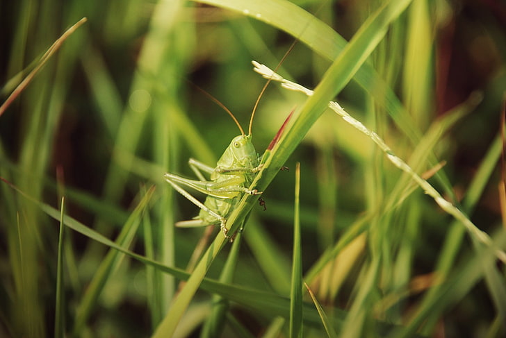 grasshopper, grass, insect, HD wallpaper