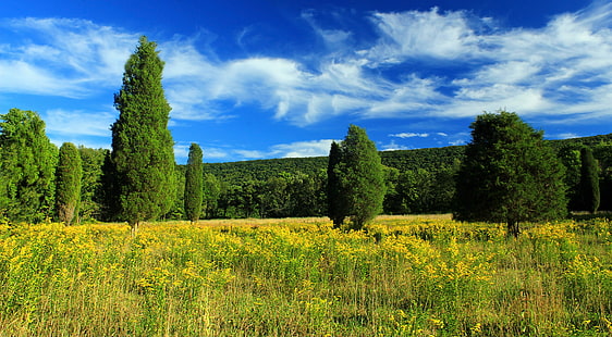 green leave tree, Glade, green, leave, tree, Pennsylvania, Monroe County, State Game Lands, SGL, Aquashicola Creek, Valley, Blue Mountain, Kittatinny Mountain, Appalachian Mountains, landscape, field, meadow  grass, flowers, wildflowers, vegetation, trees, cedars, eastern, red, Juniperus virginiana, sky, clouds, summer, creative commons, nature, outdoors, forest, blue, rural Scene, scenics, meadow, green Color, hill, europe, grass, beauty In Nature, HD wallpaper HD wallpaper