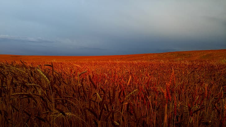 wheat, field, spikelets, wheat field, HD wallpaper