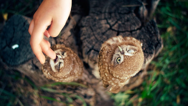 Armenien, süß, Owl, Ann und Hayk Owls, Hand, HD-Hintergrundbild