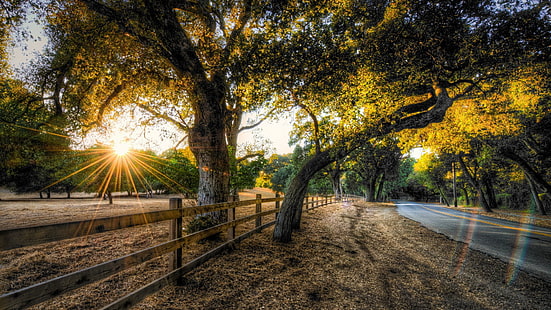 green leafed tree, green leafed tree beside the road, nature, HDR, sunset, trees, road, fence, HD wallpaper HD wallpaper