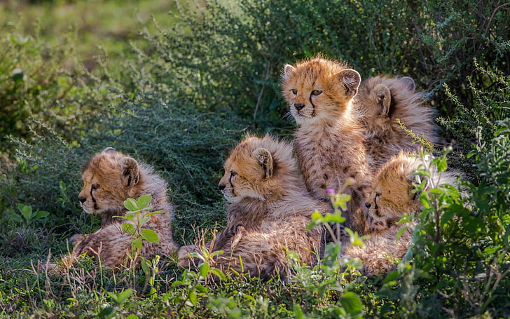 Cheetahs Cubs, cheetah, Wallpaper HD