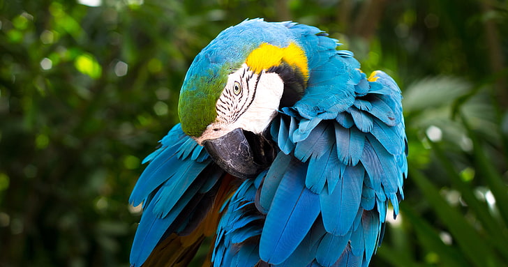 Blue-and-yellow macaw, South American parrot, HD wallpaper