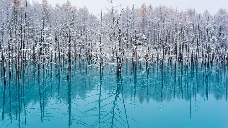 alberi bianchi, lago, alberi, natura, turchese, acqua, neve, riflesso, inverno, Giappone, paesaggio, freddo, nebbia, foresta, ciano, Sfondo HD