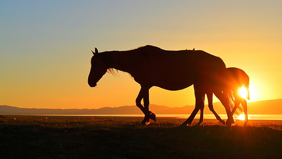 kuda, Kirgistan, Song Kul, matahari terbenam, danau, bayangan hitam, Wallpaper HD HD wallpaper
