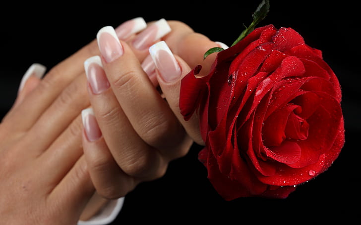 czerwona róża piękne piękno Krople kwiaty dla ciebie ręce piękny manicure fotografia przyrodnicza Pretty rose HD, natura, kwiat, fotografia, kwiaty, czerwony, piękny, piękno, krople, róża, piękny, ładny, mokry, róże, romantyczny, ręce, martwa natura, romans, czerwona róża, dla Ciebie, z miłością, czerwone róże, manicure, mokra róża, Tapety HD