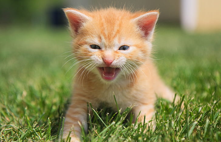 orange tabby kitten, ferocious, attack, kitten, orange tabby, cat, meowing, animal, feline, pets, cute, domestic Cat, grass, outdoors, nature, small, domestic Animals, mammal, looking, young Animal, HD wallpaper