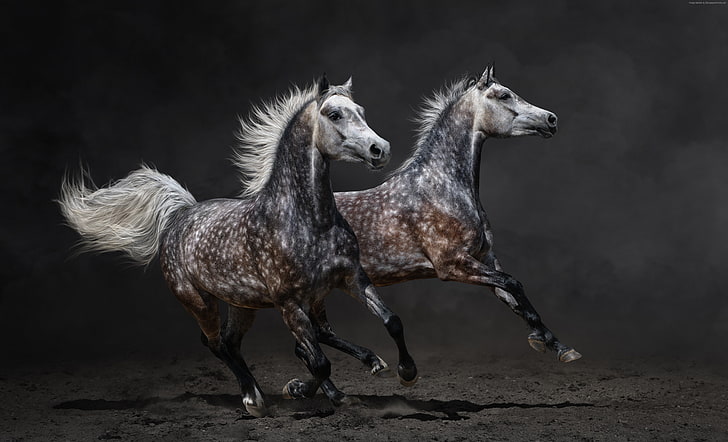 brown, gallop, Horses, HD wallpaper