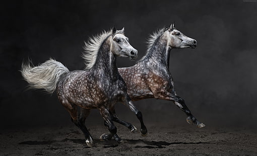 marrom, galope, cavalos, HD papel de parede HD wallpaper