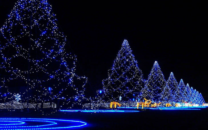 Árvores de natal cobertas de luzes, luzes de natal azuis, férias, 1920x1200, natal, feliz natal, árvore de natal, HD papel de parede