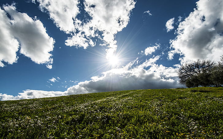 草日光雲HD、光、自然、雲、日光、草の中に緑の草の芝生、 HDデスクトップの壁紙