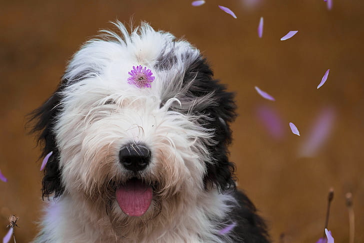 viso, cane, petali, fiore, Bobtail, il vo cane pastore inglese, Sfondo HD