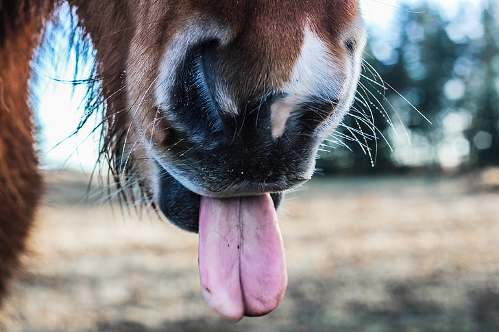 lidah kuda, kuda, lidah, hidung, Wallpaper HD