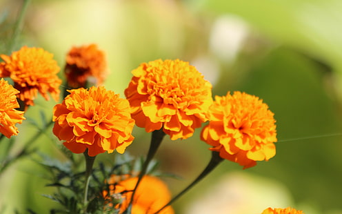 Orange flowers, yellow flowers, flowers, Nature, orange, marigold, HD wallpaper HD wallpaper
