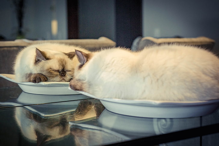 белая кошка, кот, зеркало, отражение, отдых, животные, тарелки, HD обои