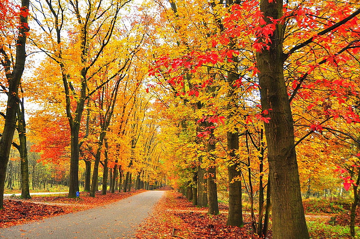 Man Made, Road, Fall, Foliage, Tree, Tree-Lined, HD wallpaper