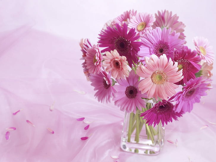 Gerbera Daisy Arrangement HD, цветя, маргаритка, аранжировка, гербера, HD тапет