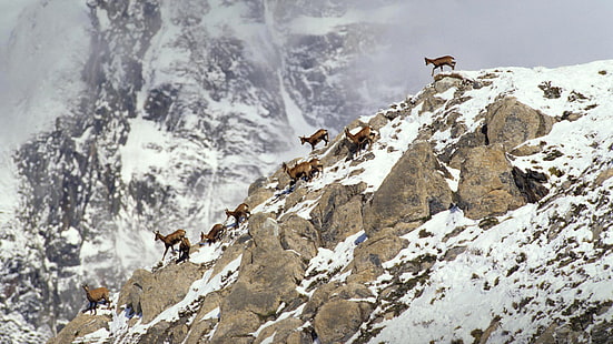 животни, сняг, планини, камъни, Франция, обиколка, Козирог, Пиренеите, HD тапет HD wallpaper