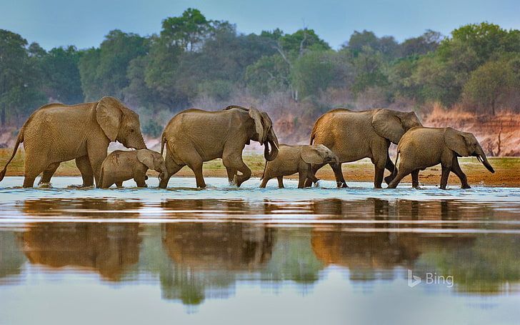 Замбия Слоны пересекают реку Луангва-2017 Bing .., HD обои