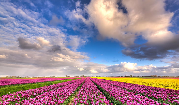 розовый тюльпан цветок поле под голубым облачным небом в дневное время, много, голландский, много, голландский, множество, голландский, небо, розовый, тюльпан, цветок, поле, синий, облачно, дневное, 35 мм, D750, Европа, HDR, Нидерланды, НидерландыNikkor, Nikon, Северная Голландия, Нидерланды, облака, пейзаж, lucht, природа, natuur, небо, поля, tulipa, тюльпаны, tulp, wolken, сельское хозяйство, сельская сцена, весна, лето, фиолетовый, на открытом воздухе, ферма, красота ВПрирода, растение, головка цветка, сезон, цветение, красный, HD обои