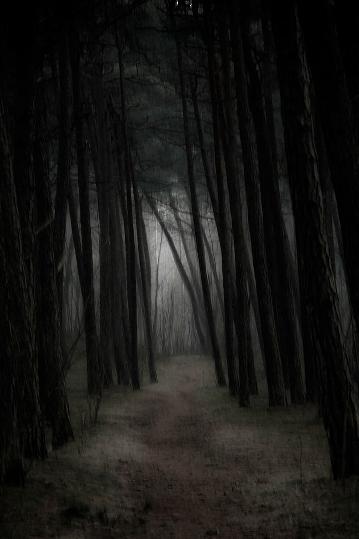 лес, мрачный, туман, HD обои, телефон обои