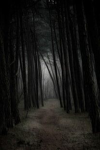 bosque, sombrío, niebla, Fondo de pantalla HD HD wallpaper