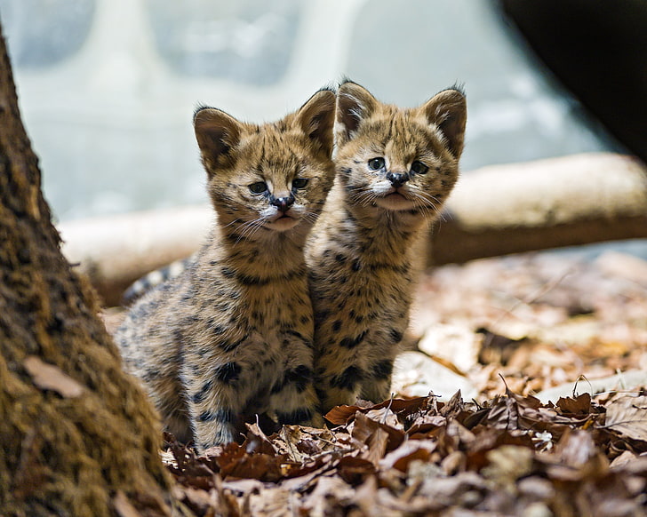 two leopard cubs, leaves, cats, kittens, kids, Serval, cubs, ©Tambako The Jaguar, HD wallpaper
