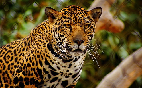 gepard, jaguar, rovdjur, ögon, ilska, HD tapet HD wallpaper